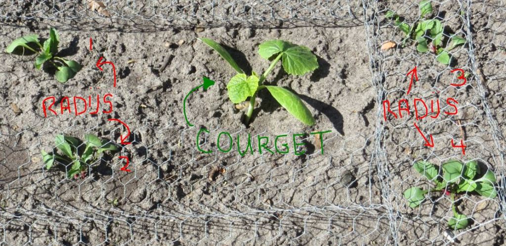 Astrids courgette met radijs