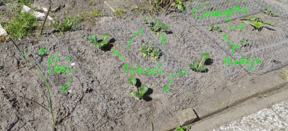 Astrid's groententuintje