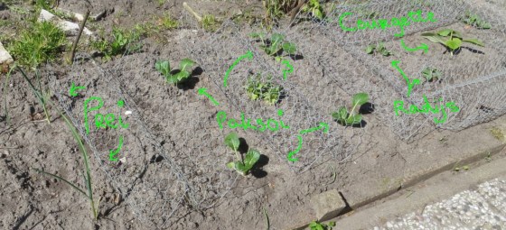 Astrid's groententuintje