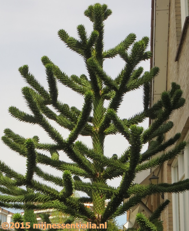 Slangenden of apenboom