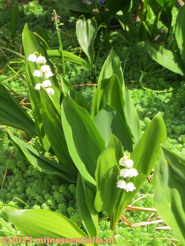 Lelietjes-van-dalen