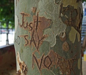 tree-bark-1209874_1920 crop